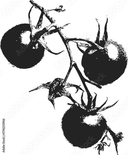 Tomato branch sketch, hand drawn style, three ripe tomatoes on vine — stock vector