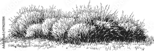 Ornamental grasses sketch, hand drawn clump forming plants in garden landscape — stock vector