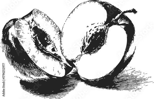 Peach fruit hand drawn sketch, two halves with pit, black and white — stock vector