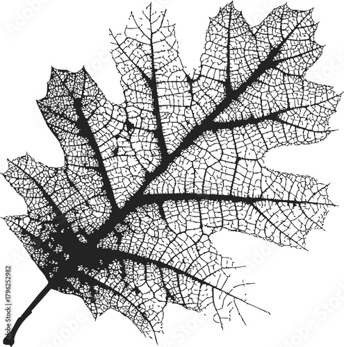 Leaf skeleton sketch, hand drawn detailed botanical vein structure — stock vector