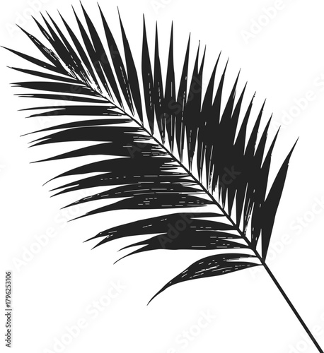 Palm leaf silhouette sketch, hand drawn tropical frond isolated on white — stock vector