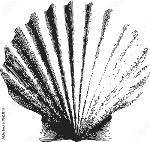 Scallop shell sketch, hand drawn line art with detailed textured shading — stock vector