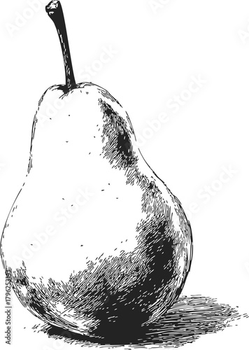 Pear sketch hand drawn fruit with stem and textured shading — stock vector