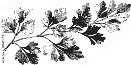 Parsley branch sketch, hand drawn botanical herb with detailed leaves — stock vector