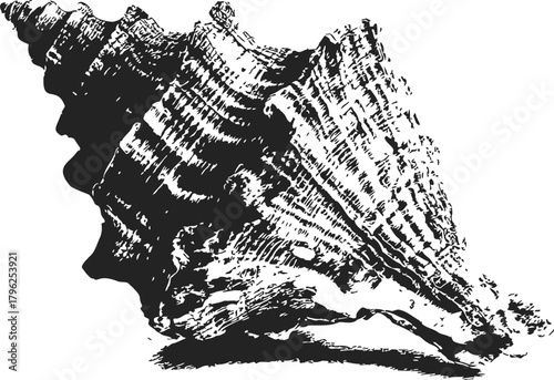 Conch shell sketch, hand drawn black and white detailed illustration — stock vector