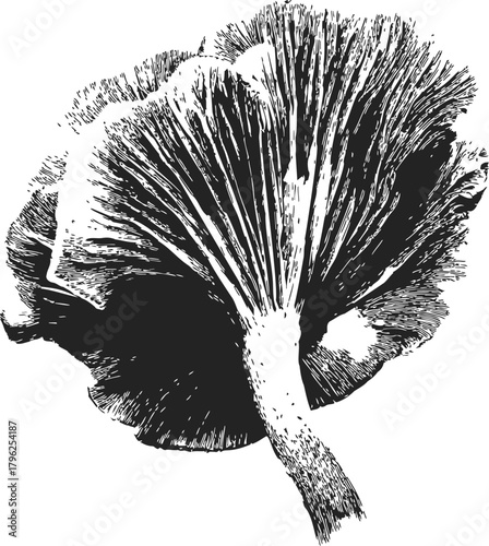 Mushroom hand drawn sketch, detailed gills and stem in black and white — stock vector