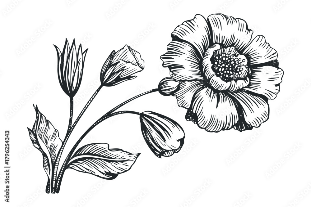 Fototapeta premium Pen and ink sketch of a blooming poppy and buds