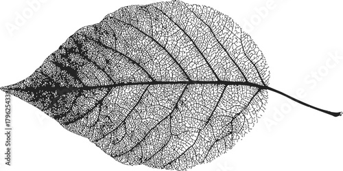 Leaf skeleton sketch, hand drawn botanical veins and intricate natural structure — stock vector