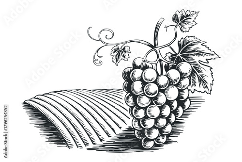 Grapevine with Harvested Field