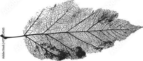 Leaf skeleton sketch, hand drawn detailed botanical vein structure — stock vector