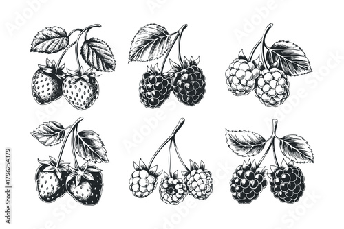 Sketch of ripe strawberries and blackberries on branches with leaves