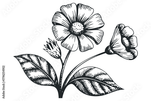 Black and white etching of flowering plants with leaves