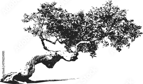 Bonsai tree sketch, hand drawn style with detailed twisted trunk and dense foliage — stock vector