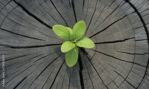 Small seedling growing from the center of tree stump in spring time metaphor