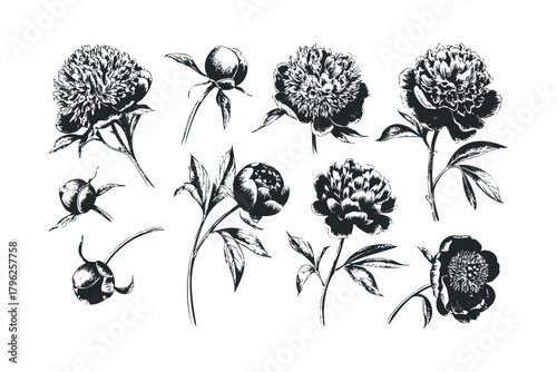Set of sketched peony flowers and buds in black and white