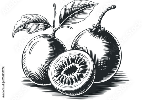 Hand drawn sketch of passion fruit with leaves and stem