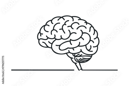 Simple Line Art of Human Brain Structure