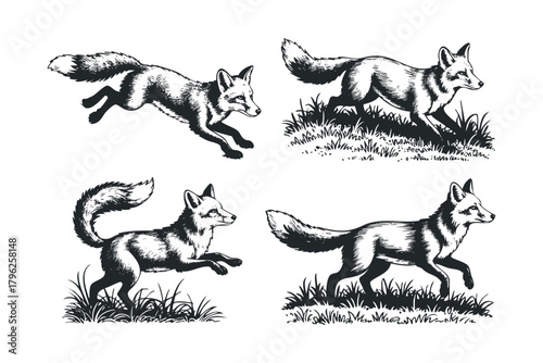 Four foxes depicted in a vintage ink drawing style