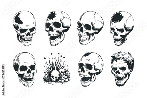 Collection of illustrative skulls in various states of decay