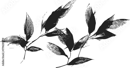 Leaves branch sketch hand drawn black and white botanical illustration — stock vector