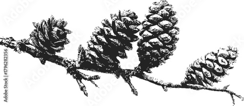 Pine cones sketch hand drawn on tree branch detailed botanical illustration — stock vector