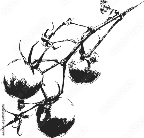 Tomato branch sketch hand drawn with ripe tomatoes and detailed vine — stock vector