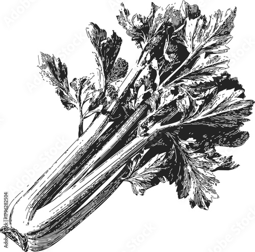Celery bunch sketch hand drawn detailed botanical illustration — stock vector