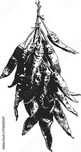 Dried chili peppers sketch, hand drawn bunch hanging on string — stock vector