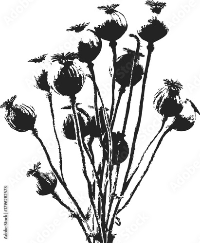 Poppy seed pods sketch, hand drawn botanical stems in black and white — stock vector