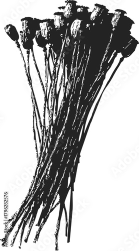 Dried poppy seed heads sketch, hand drawn botanical bundle, rustic floral stems — stock vector