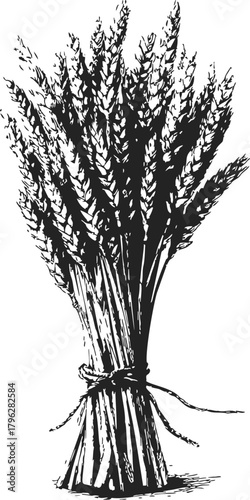 Wheat bundle, hand drawn sketch, tied grain stalks with detailed line art — stock vector