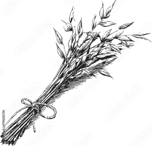 Oat bundle sketch, hand drawn botanical tied stalks illustration — stock vector