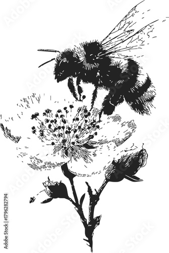 Bee on flower sketch, hand drawn style, detailed pollinator on blossom — stock vector