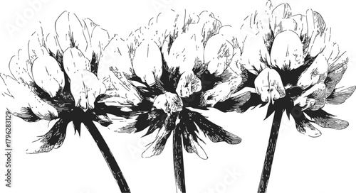 Wallpaper Mural Clover flowers sketch hand drawn black and white botanical illustration — stock vector Torontodigital.ca