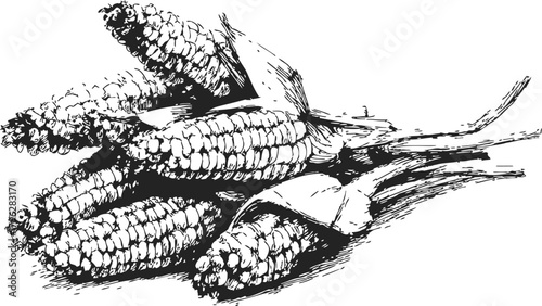 Corn cobs, hand drawn sketch, black and white line art illustration — stock vector
