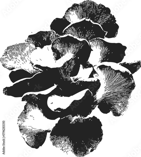 Oyster mushrooms sketch hand drawn black and white cluster detailed gills — stock vector