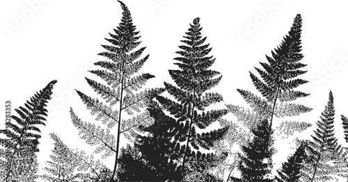 Fern silhouette sketch, hand drawn botanical fronds in dense overlapping arrangement — stock vector