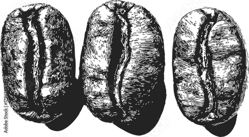 Coffee beans sketch, hand drawn vector, detailed textured closeup trio — stock vector