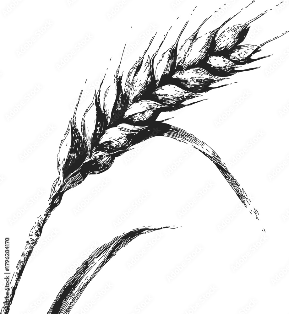 Obraz premium Wheat ear sketch hand drawn detailed botanical illustration isolated on white — stock vector