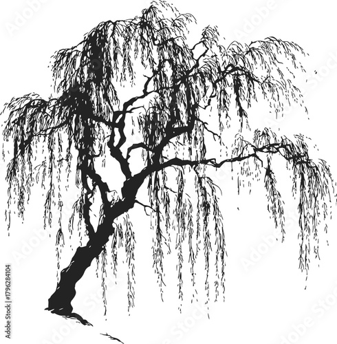 Weeping willow tree sketch, hand drawn style, detailed drooping branches and leaves — stock vector