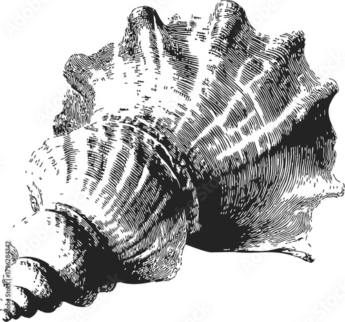 Conch shell sketch, hand drawn vintage style with detailed textured lines — stock vector