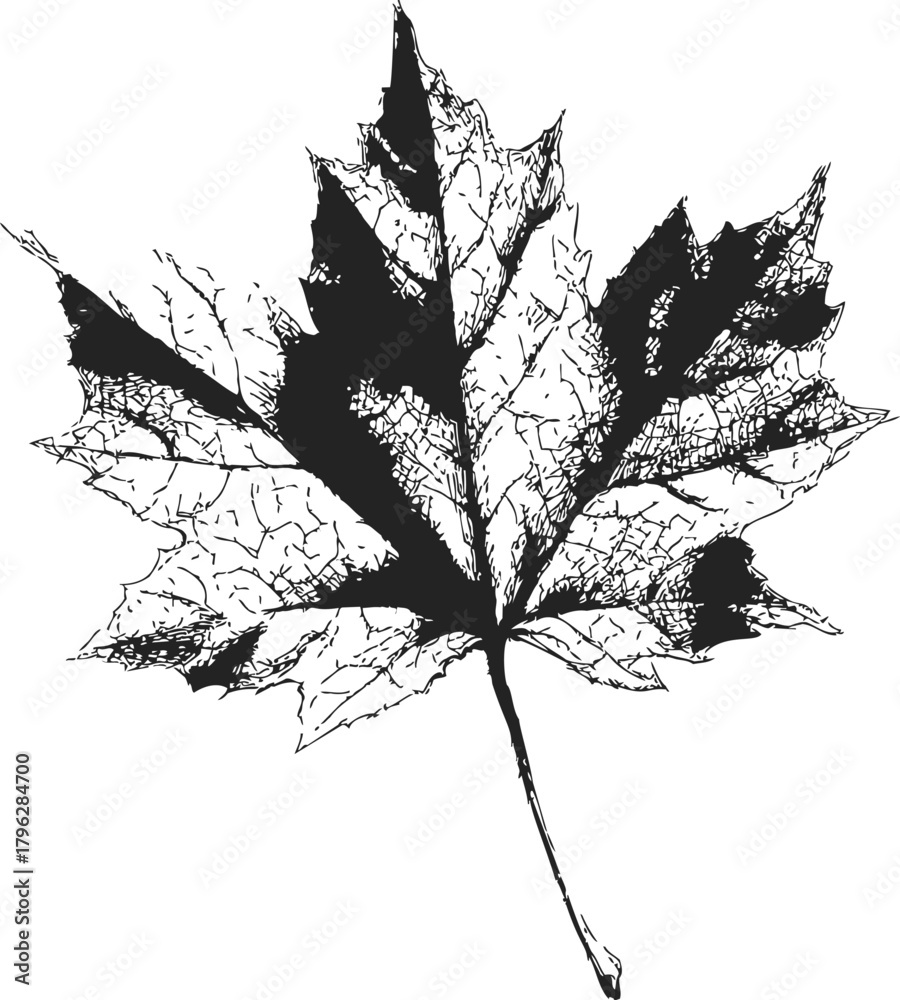 Fototapeta premium Maple leaf sketch hand drawn detailed black and white illustration — stock vector