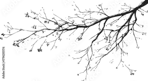 Tree branch sketch hand drawn style with small buds and twigs — stock vector