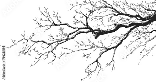 Wallpaper Mural Tree branch sketch, hand drawn vector with bare twigs on white background — stock vector Torontodigital.ca