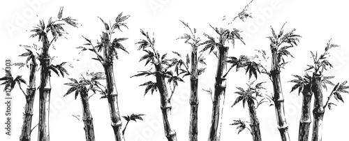 Bamboo stalks sketch hand drawn with leaves in natural cluster — stock vector