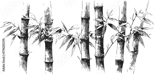 Bamboo stalks sketch hand drawn with leaves in black and white — stock vector