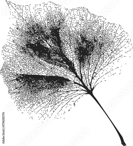 Leaf skeleton sketch, hand drawn botanical structure with intricate veins — stock vector