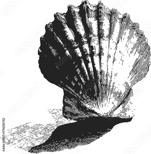 Scallop shell sketch, hand drawn vector with detailed lines and shadow — stock vector