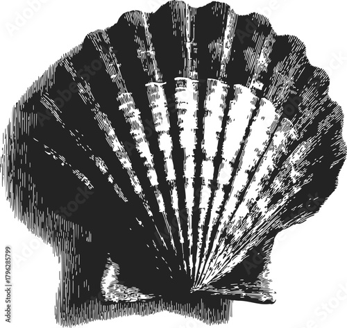 Scallop shell sketch, hand drawn line art with detailed textured shading — stock vector