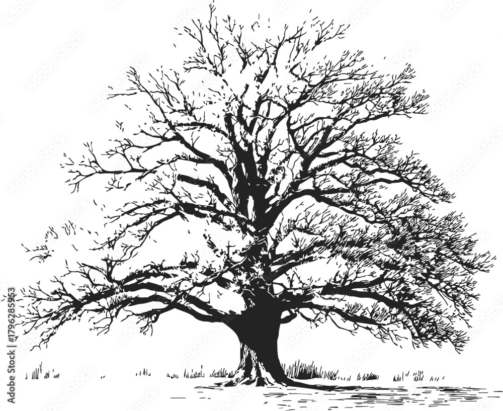 Obraz premium Bare tree sketch hand drawn silhouette with detailed branches and trunk — stock vector